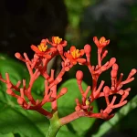Korean Red Ginseng for Erectile Dysfunction